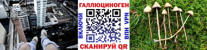 где продают   Ильский  Галлюциногенные грибы Psilocybe 